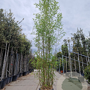 Phyllostachys aurea 250-300 cm 30L