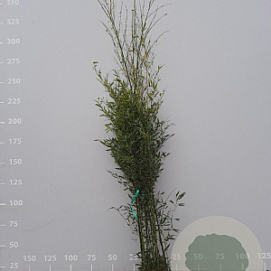 Phyllostachys bissetii 200-250 cm 18L