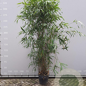 Pseudosasa japonica 250-300 cm 35L