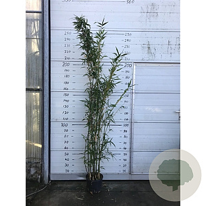 Semi-arundinaria  'Viridis' 175-225 10L