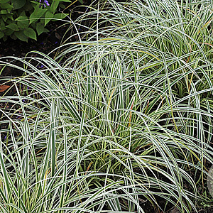 Carex 'Feather Falls' GM P9
