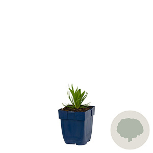 Armeria ps. 'Ballerina Lilac' GM  P11