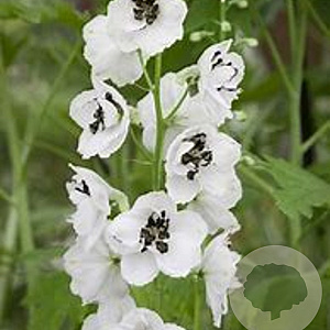 Delphinium (P) 'Galahad' GM  P11