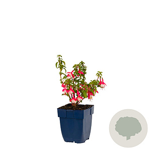 Fuchsia 'Lady Thumb' GM  P11