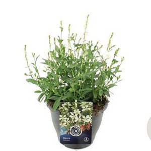 Gaura l. Gaudi White GM  P11