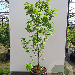 Acer griseum 100-125 cm cont. 55L meerstammig