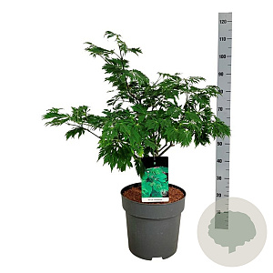 Acer japonicum 'Aconitifolium' 60-80 cm 10L