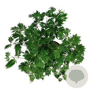Acer japonicum 'Aconitifolium' 60-80 cm 10L