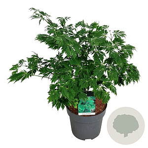 Acer japonicum 'Aconitifolium' 60-80 cm 10L