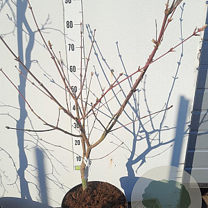 Acer japonicum 'Aconitifolium' 80-100 cm 15L