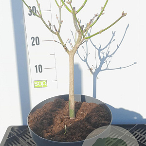 Acer shirasawanum 'Aureum' 30-40 cm 5,0L