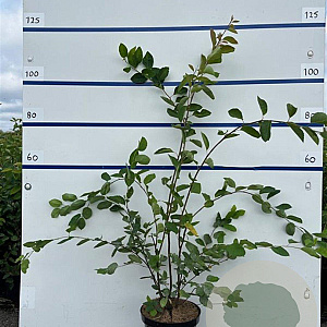 Amelanchier lamarckii 100-125 cm 7,5L solitair