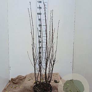 Amelanchier spicata 100-125 cm 7,5L solitair