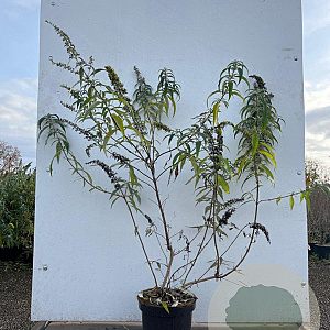 Buddleja d. 'White Profusion' 80-100 cm 7,5L