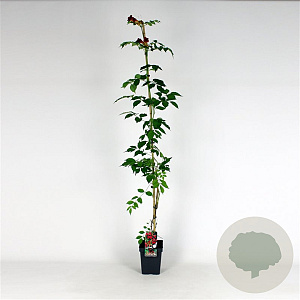 Campsis rad. 'Flamenco' 150-175 cm 5,0L