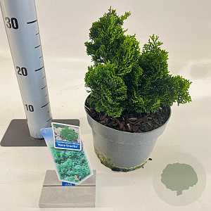 Chamaecyparis o. 'Nana Gracilis' 20-25 cm 3,0L