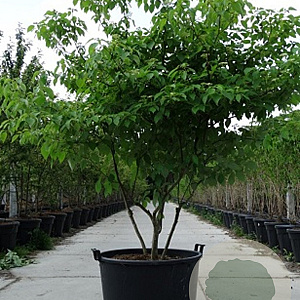Cornus alternifolia 200-250 cm 35L solitair meerstammig