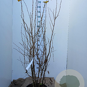 Corylus avellana 125-150 cm 20L najaarspotting