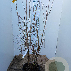 Corylus avellana 125-150 cm 20L najaarspotting
