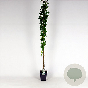 Fallopia baldschuanica 150-175 cm 5,0L