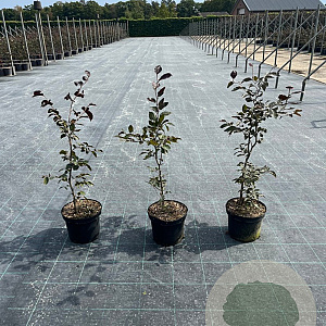 Fagus syl. 'Atropunicea' 60-80 cm 5,0L