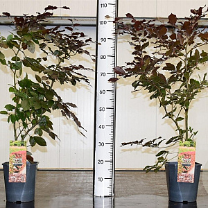 Fagus syl. 'Atropunicea' 60-80 cm 5,0L
