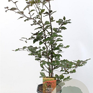 Fagus syl. 'Atropunicea' 60-80 cm 5,0L
