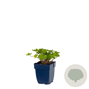 Geranium 'Joy' GM  P11