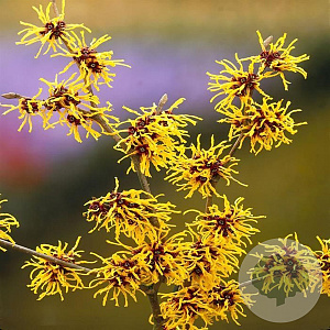 Hamamelis int. 'Evi' 40-60 cm 7,5L