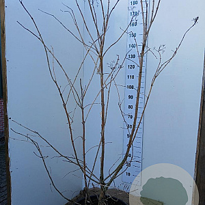 Heptacodium miconioides 175-200 cm 45L solitair