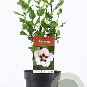 Hibiscus syr. 'Hamabo' 30-40 cm 3,0L