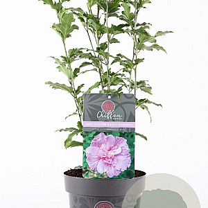 Hibiscus syr. Lavender Chiffon 30-40 cm 3,0L