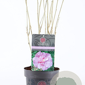 Hibiscus syr. Lavender Chiffon 30-40 cm 3,0L