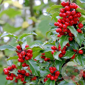 Ilex meserv. 'Blue Princess' 40-60 cm 7,5L