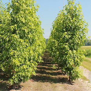 Liquidambar s. 'Worplesdon' 8-10 HO 35L BEVEERD