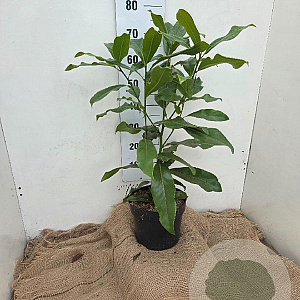 Magnolia grandiflora 40-60 cm 7,5L