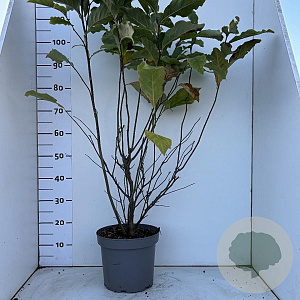 Magnolia 'Susan' 80-100 cm 7,5L