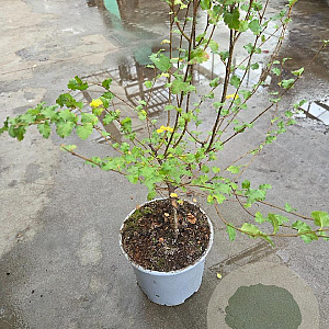 Nothofagus antarctica 30-40 cm 3,0L