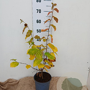 Parrotia persica 'Vanessa' 30-40 cm 3,0L