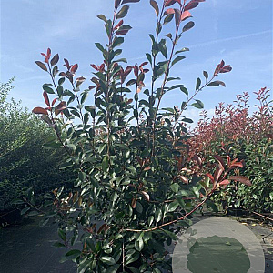 Photinia fraseri 'Red Robin' 125-150 cm 20L