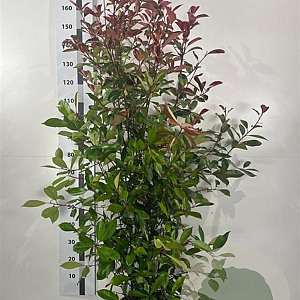 Photinia fraseri 'Red Robin' 150-175 cm 20L