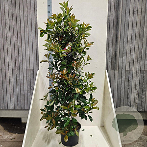 Photinia fraseri 'Red Robin' 150-175 cm 20L