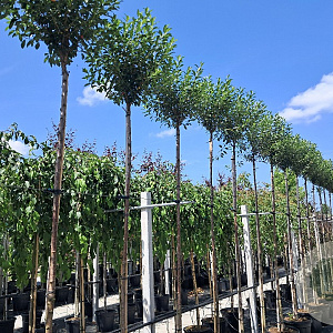 Prunus eminens 'Umbraculifera' 200 cm stam 15L 6-8