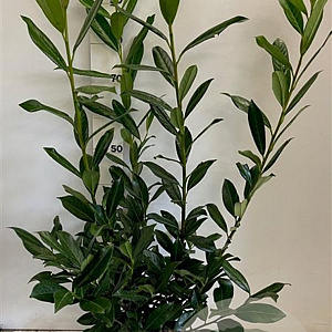 Prunus l. 'Caucasica' 100-125 cm met kluit