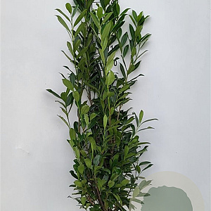 Prunus l. 'Caucasica' 125-150 cm met kluit