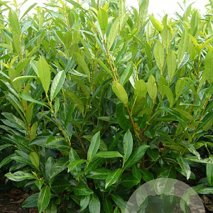 Prunus l. 'Caucasica' 125-150 cm met kluit