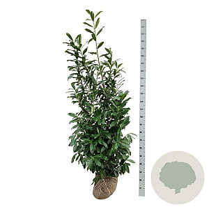 Prunus l. 'Caucasica' 175-200 cm met kluit
