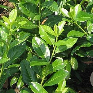 Prunus l. 'Novita' 100-125 cm met kluit