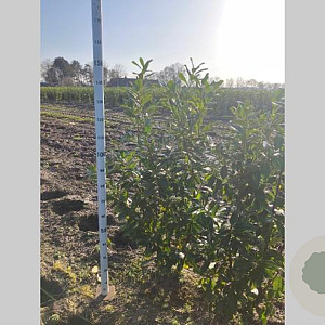 Prunus l. 'Novita' 125-150 cm met kluit
