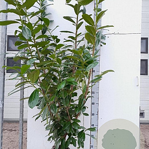 Prunus l. 'Novita' 125-150 cm met kluit